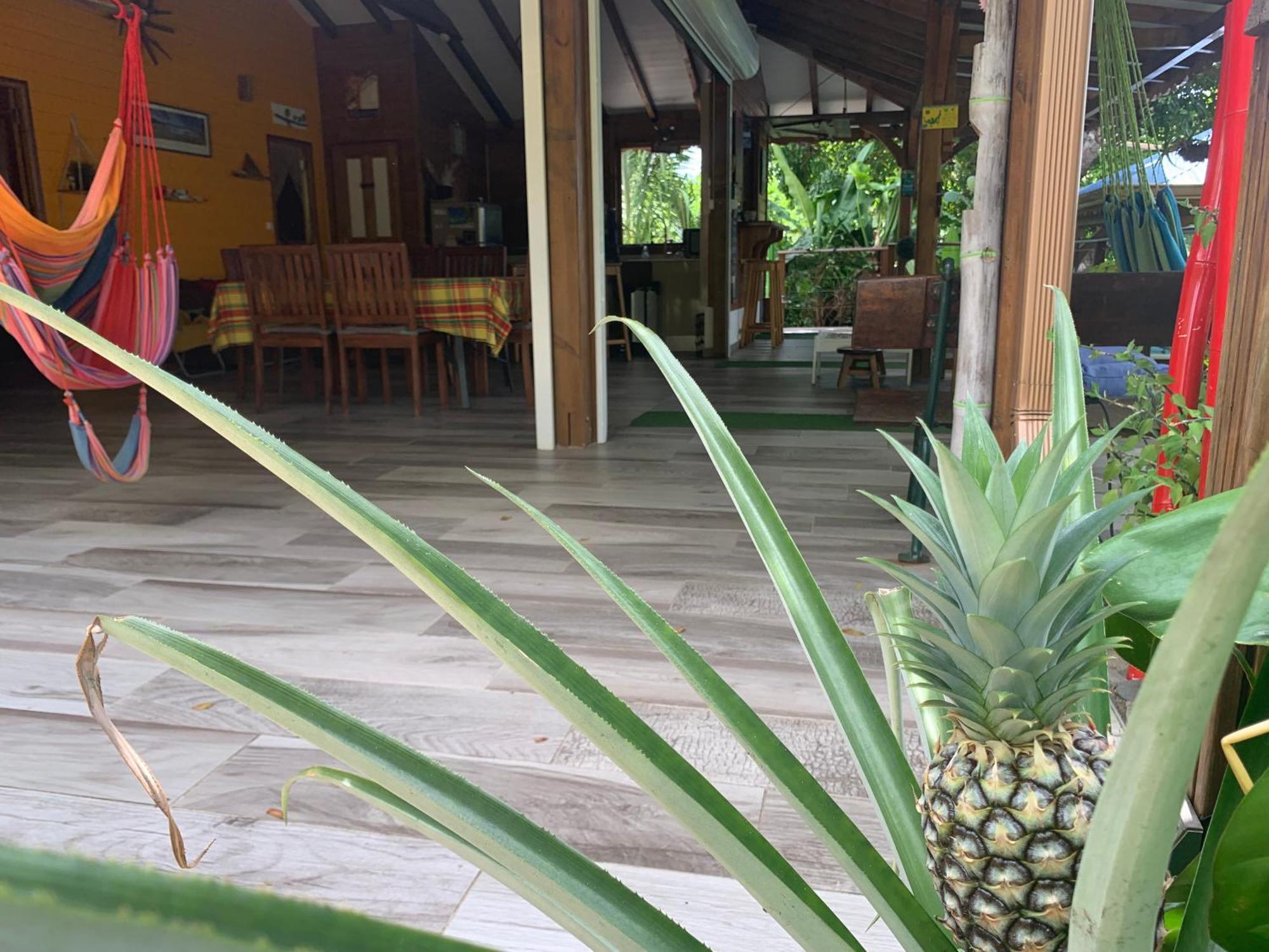 Les Ilets Caraibes Vue Mer Bouillante Kültér fotó